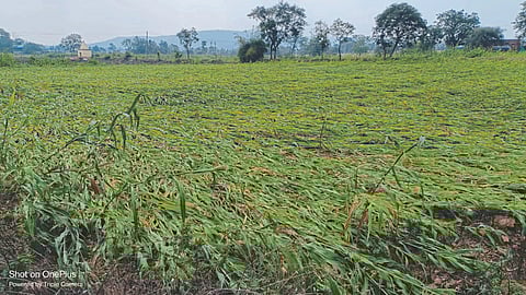 Crop Damage