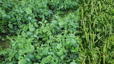 Matar Cultivation