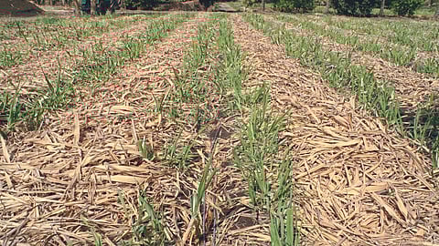 Sugarcane Management : आपत्कालीन परिस्थितीतील ऊस व्यवस्थापन