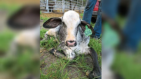 Cow