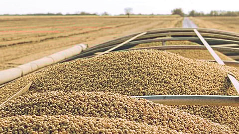 Soybean Market