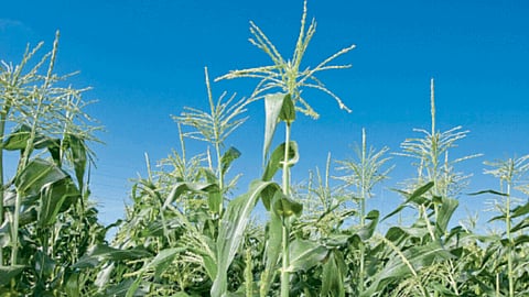 Maize Crop