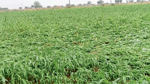 Crop Damage