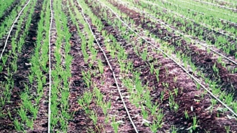 Wheat Farming