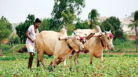 Agriculture