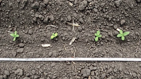 Sunflower Cultivation