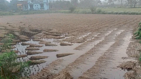 Crop Damage