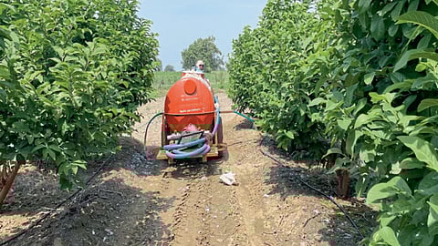 Sitaphal Cultivation