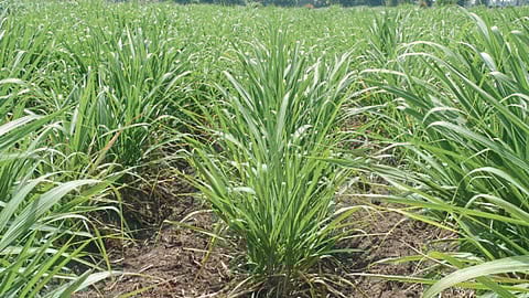 Agriculture Management