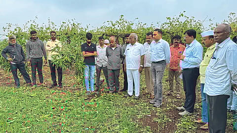 Vineyard Damage