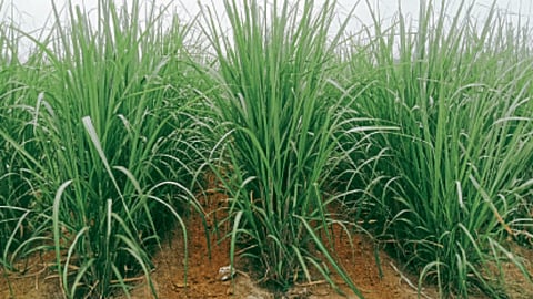Sugarcane Farming