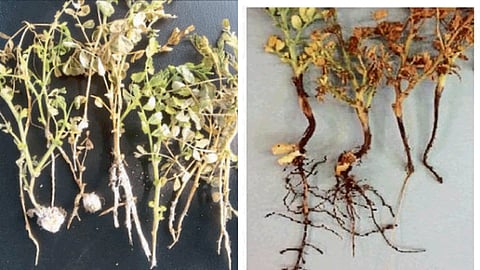 Chana Disease
