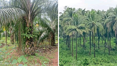 Oil Palm