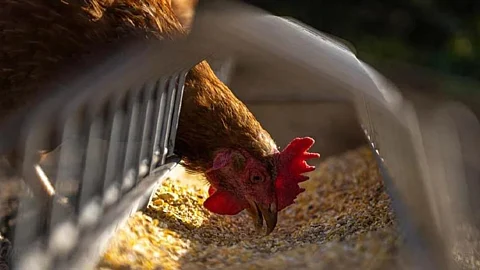 Poultry Breed