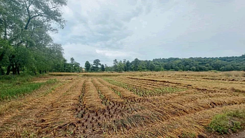 Paddy Harvesting