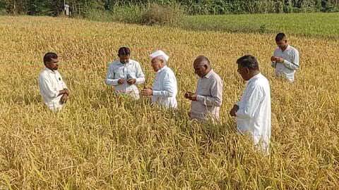 Paddy Farming