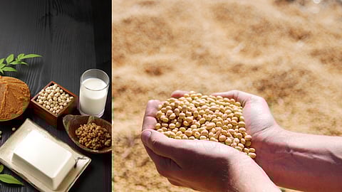 Soybean Processing