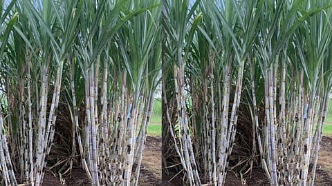Sugarcane Variety