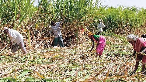 Sugarcane Protest