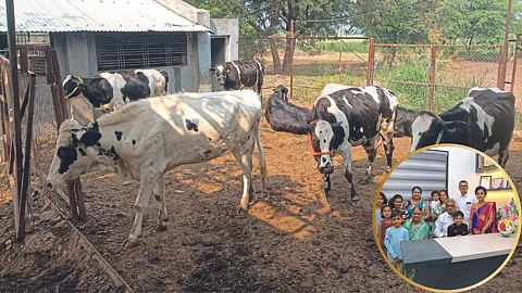 Dairy Farming