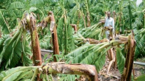 Crop Damage