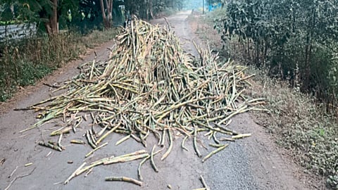 Sugarcane Crushing
