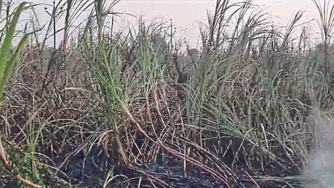 Sugarcane Fire