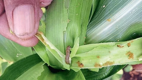 Maize Pest