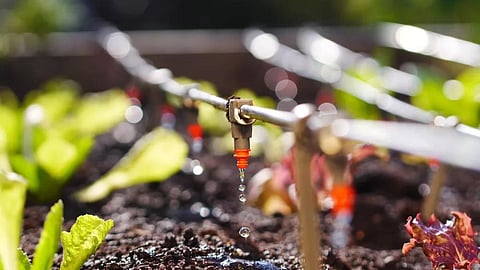 Drip Irrigation