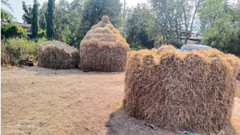 Paddy Crop