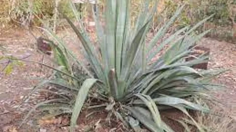 Kektad