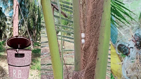 Weed Integrated Management