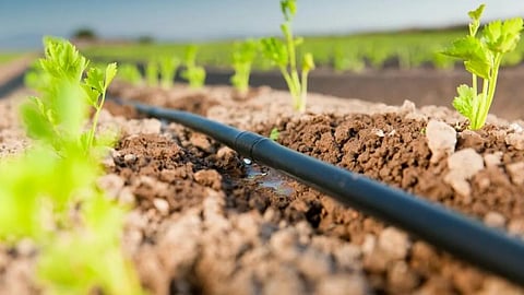 Drip Irrigation