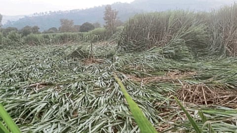 Crop Damage