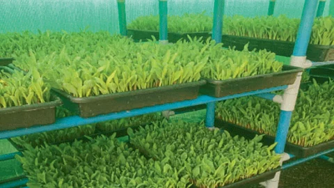 Fodder Crop