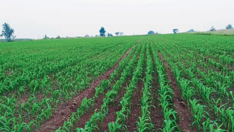 Jowar crop