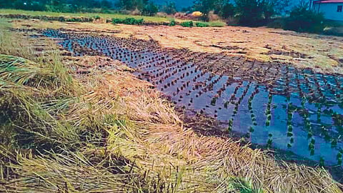 Paddy Crop Damage