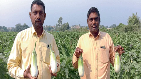 Brinjal Farming