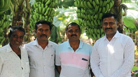 Banana Farming