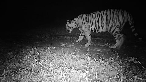 Tiger In Sahyadri Forest