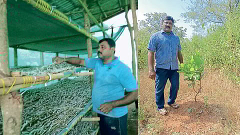 Cashew Farming