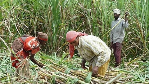 Sugarcane Cutting Workers
