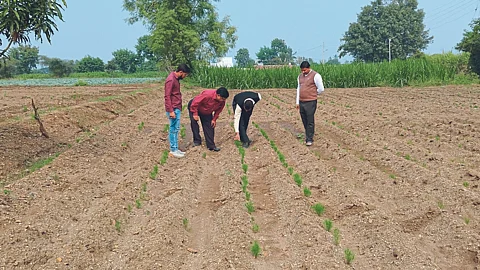 Jeera Cultivaton