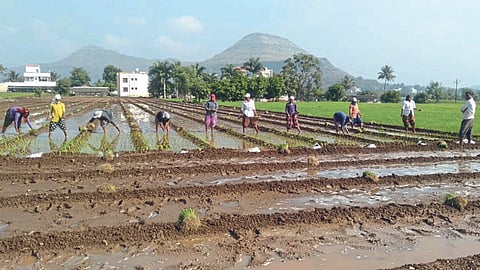 onion Cultivation