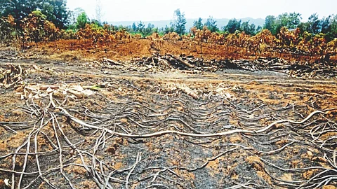 Mango Orchard Damage