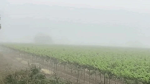 Foggy Weather