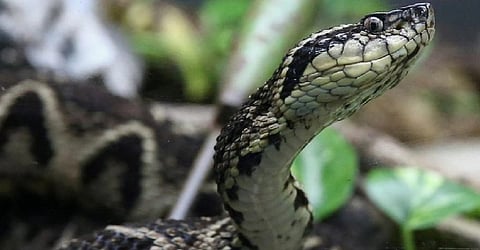 Snake