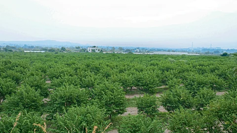 Sitaphal Orchard