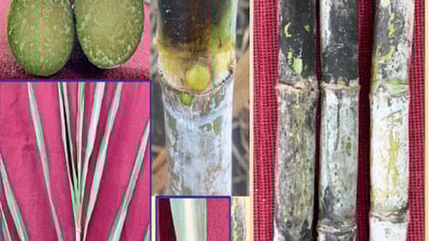 Sugarcane Variety