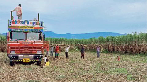 Sugarcane Harvesting